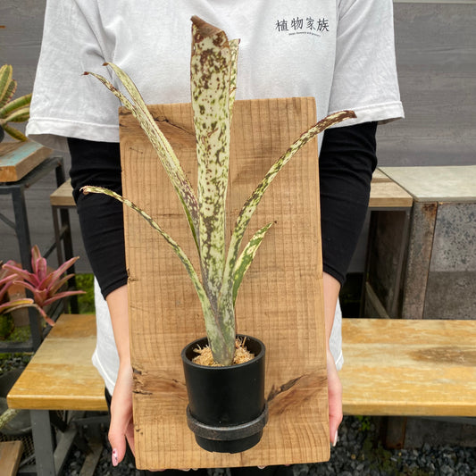 No.26006　ビルベルギア　Casablanca Bromeload　Cultivar Register　足場板仕立て