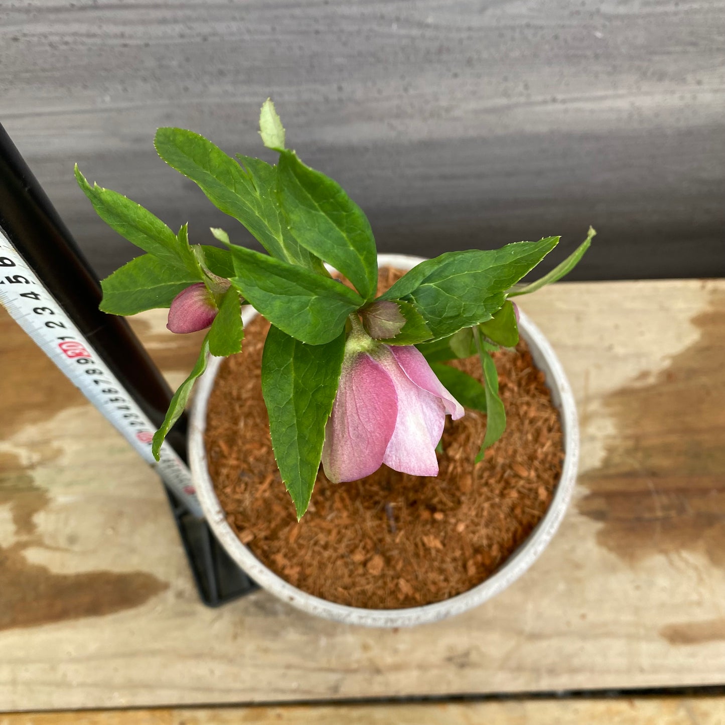 No.12014　クリスマスローズ　ホワイトゴールドプラ鉢