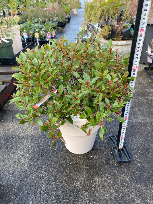 農場創業祭 No.26012　ベニカナメモチ　チコ　7号オリジナルベージュポット