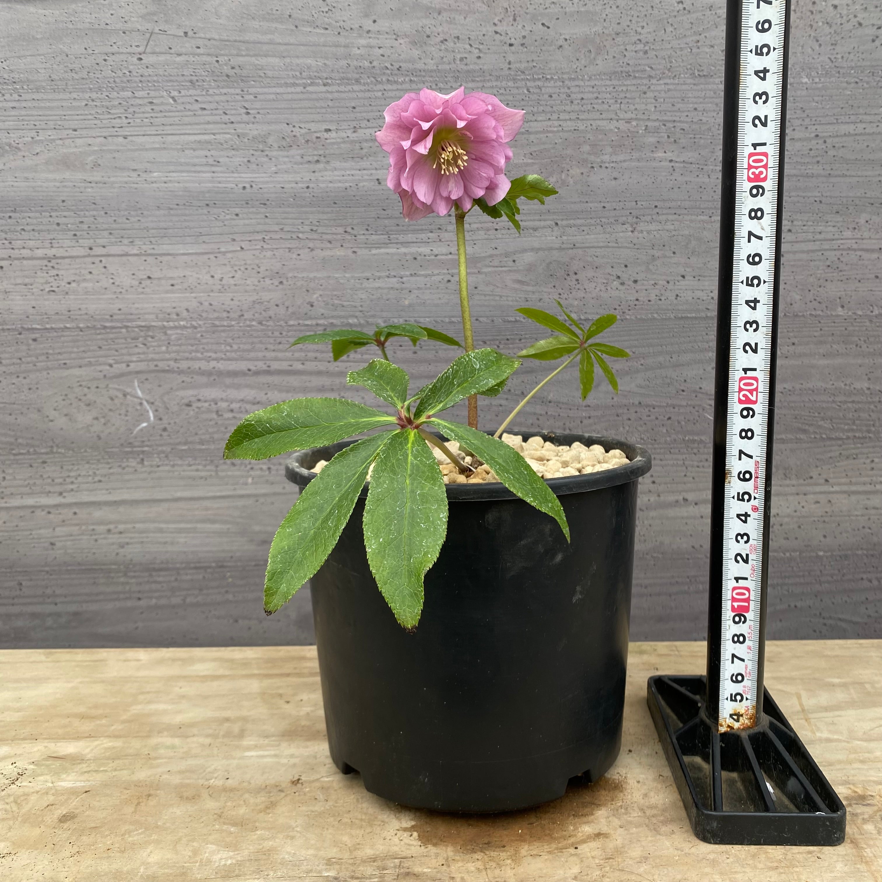 ㉖-220クリスマスローズ 曽田園芸クリスマスローズ：ハイグレード NEON系ダブル（3.5号）実生株