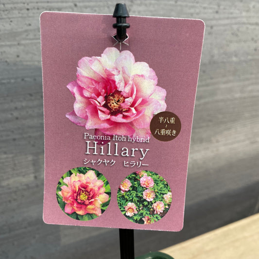 芍薬　ヒラリー
