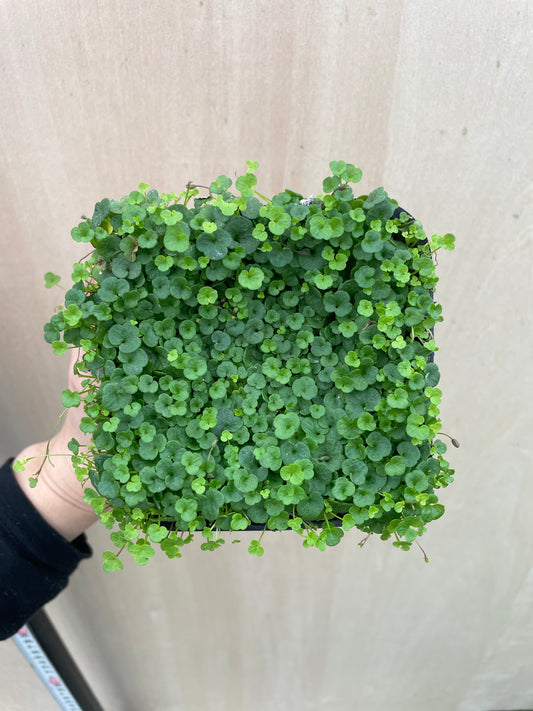 No.27022　シンバラリア　アエクイトリロバ　3.5号苗ポット