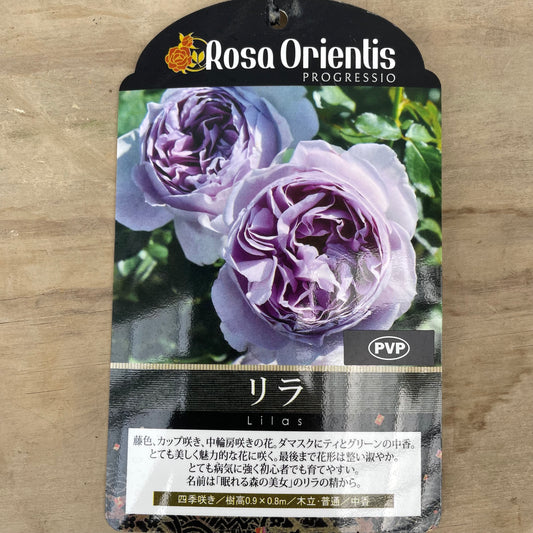 薔薇　リラ　7号おすすめ白ポット　PROGRESSIO