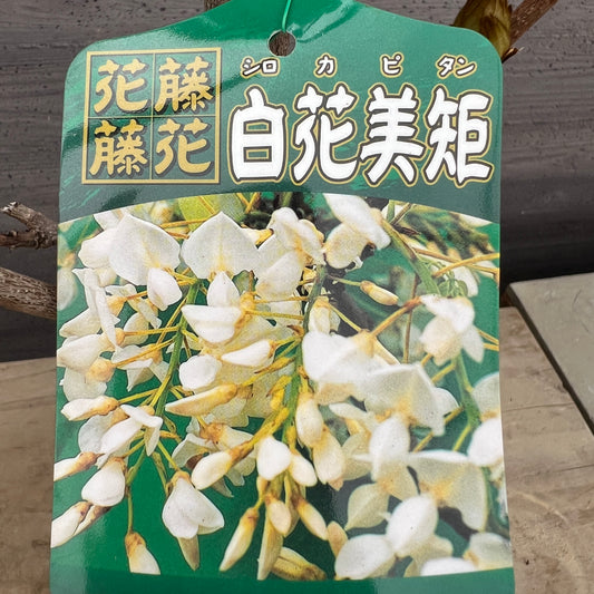 No.03004 白花美短 6号鉢