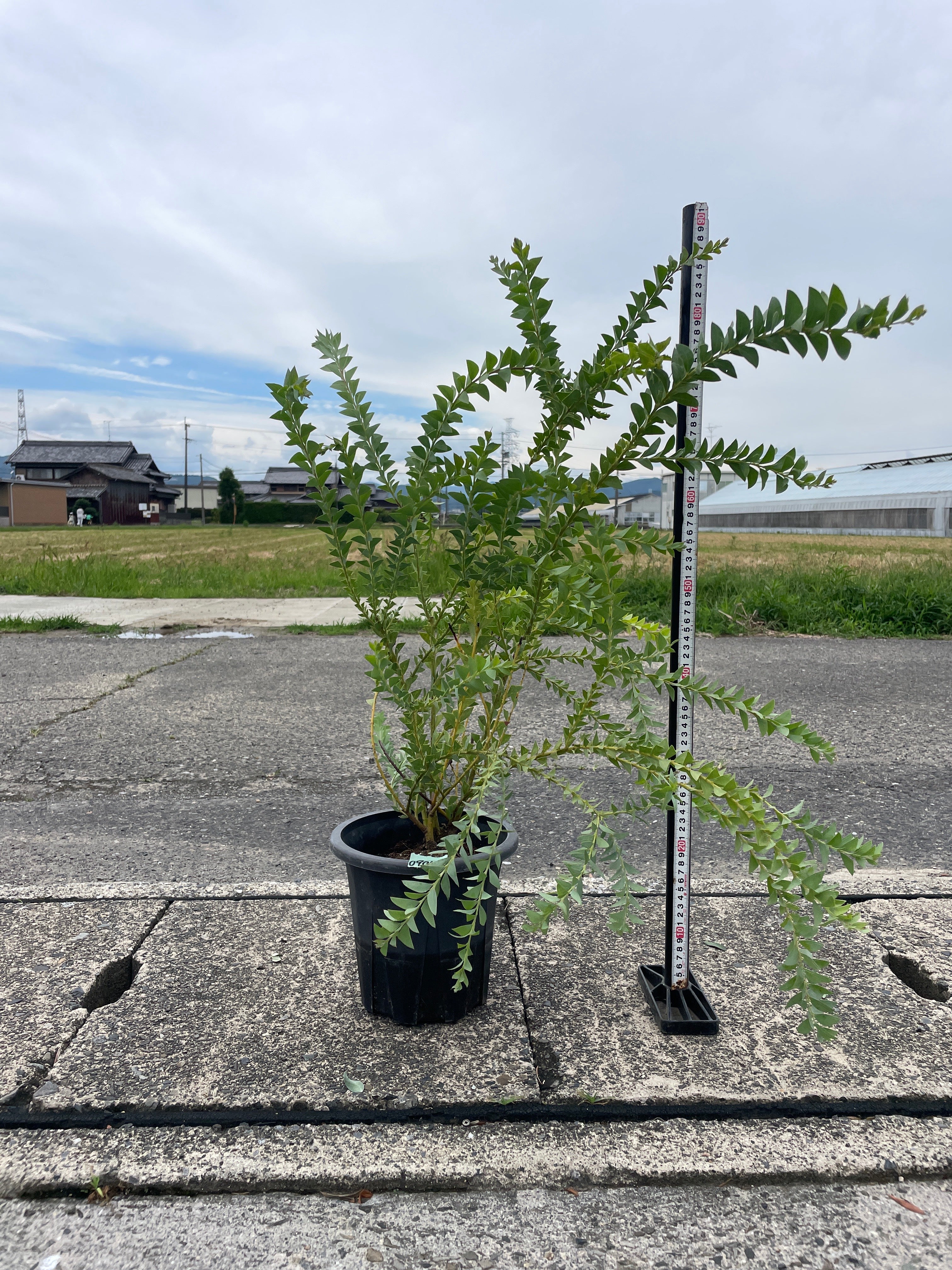 Pickup 全ての商品 – 植物家族