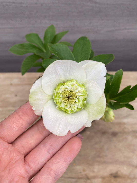 No.05116　横山園芸★クリスマスローズ　プリマドレス　5号苗ポット