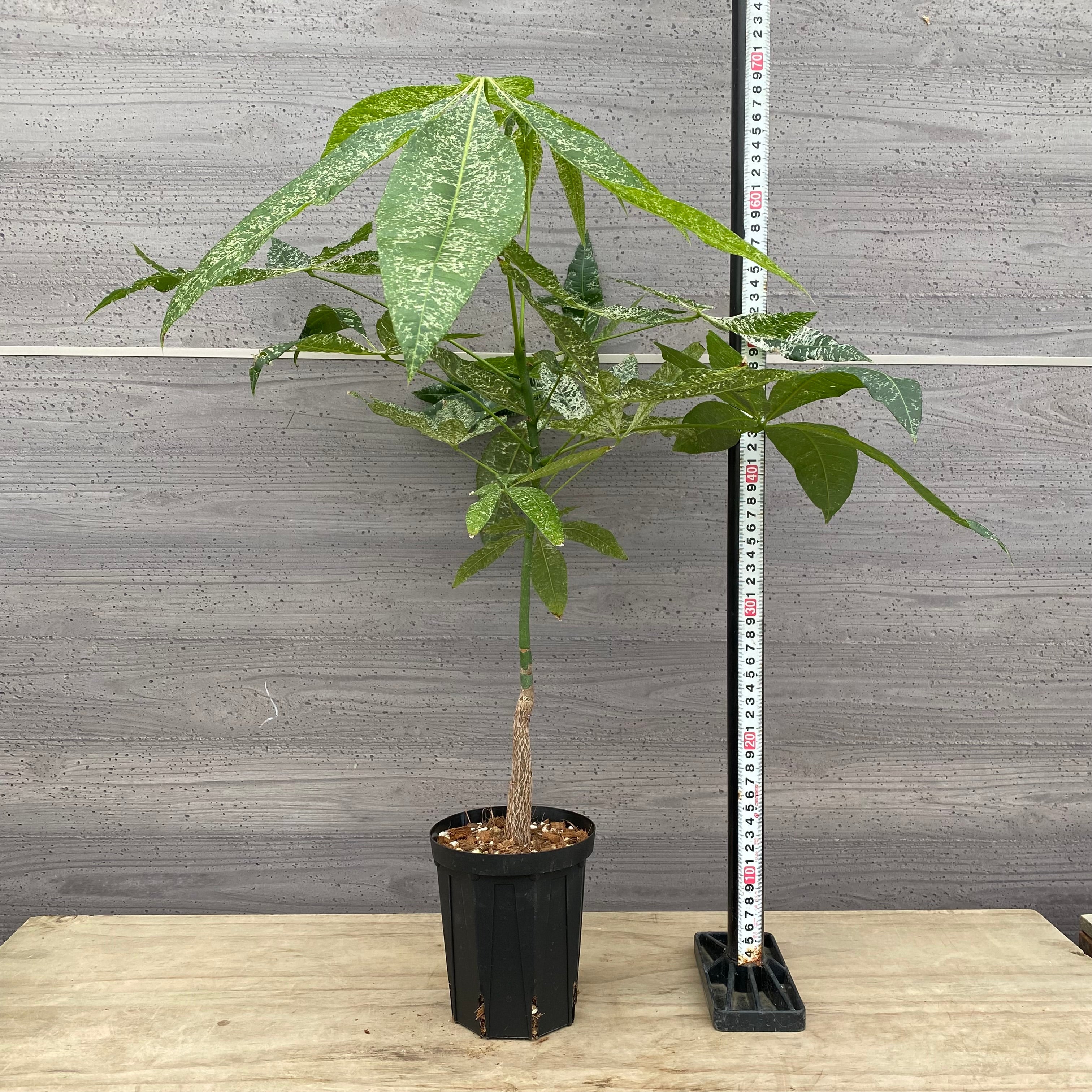 kirakira⭐︎　睡蓮鉢白　傘立て鯉　2個セット　お買い得 傘・折りたたみ傘・日傘の販売 遮熱&完全遮光 2駒バラ刺繍&裾