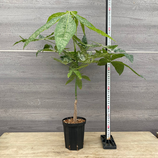 urbanjungle商品　実生パキラ　斑入り　4号鉢