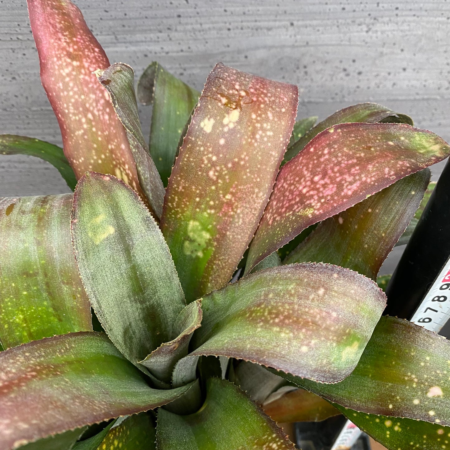 市場仕入れ即売会　No.25027　ビルベルギア　テキーラサンセット　3.5号鉢