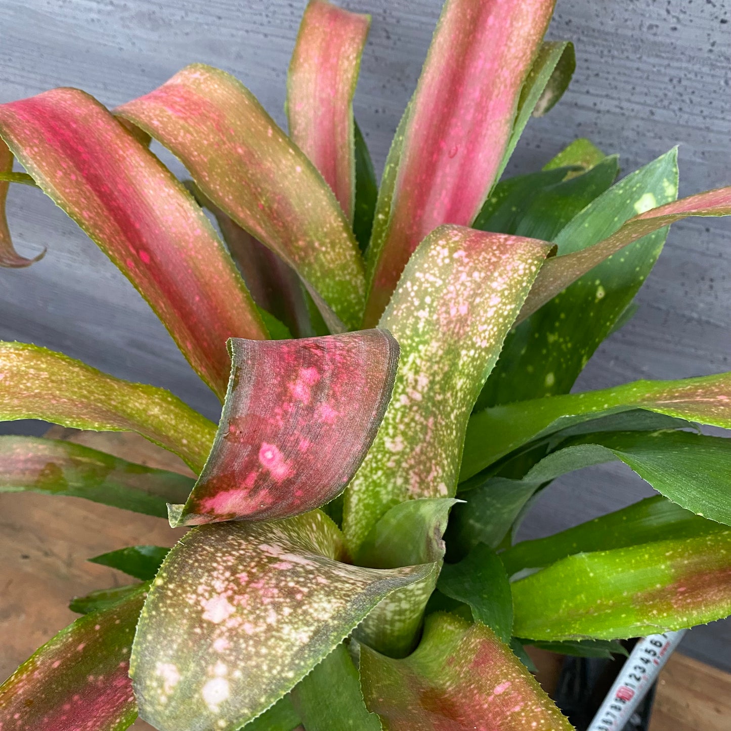 市場仕入れ即売会　No.25026　ビルベルギア　シェビーチック　3.5号鉢