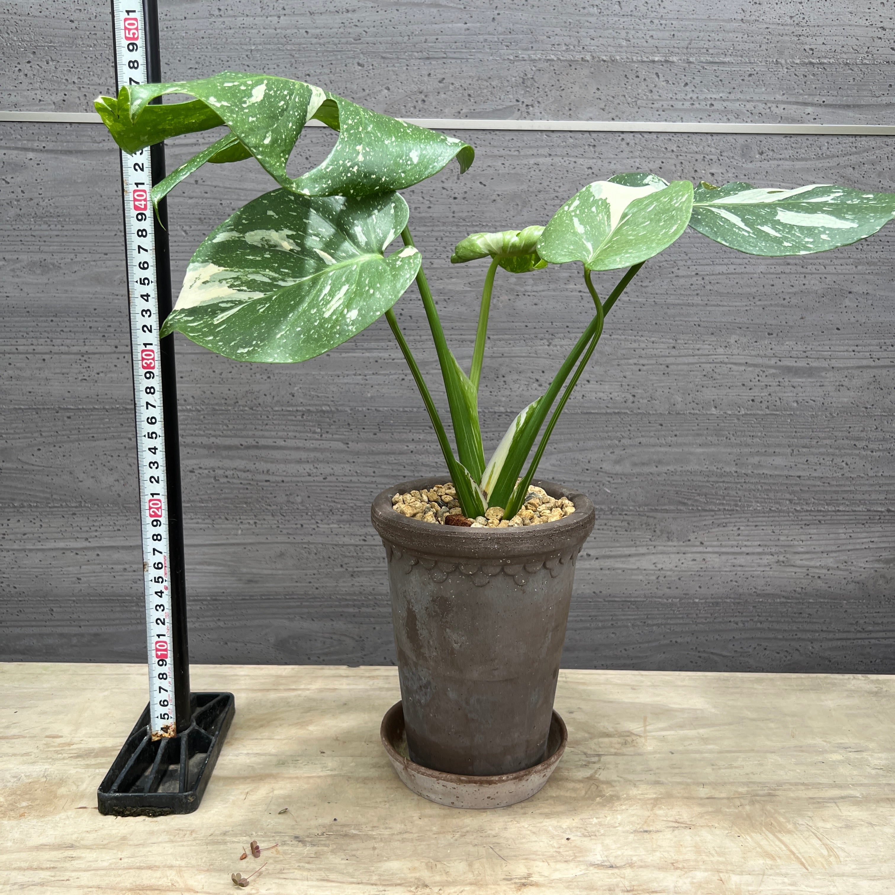 No.21105 モンステラ タイコンステレーション BERGS陶器鉢 – 植物家族