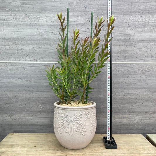 社長植栽★リューカデンドロン　サファリサンセット　植木鉢　ピンクM