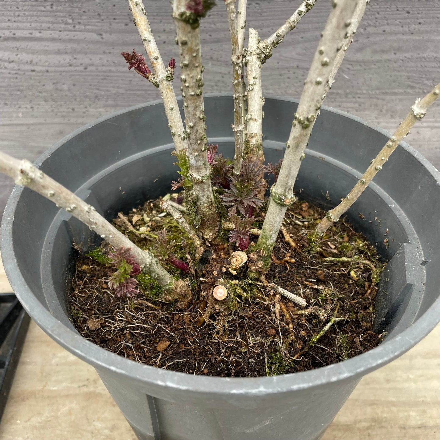 No.13002　サンブカス　ゴールデンタワー　7号鉢