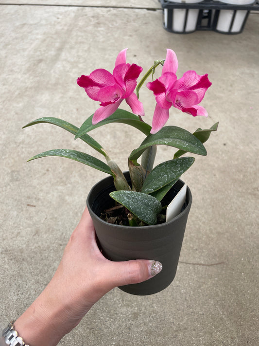 即売会SALE　No.28018　ミニカトレア　プチプライド　濃ピンク　3.5号鉢