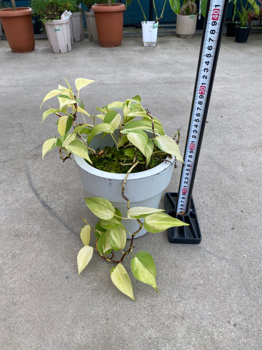 農場創業祭 No.26138　フィロデンドロン　6号おすすめ白ポット