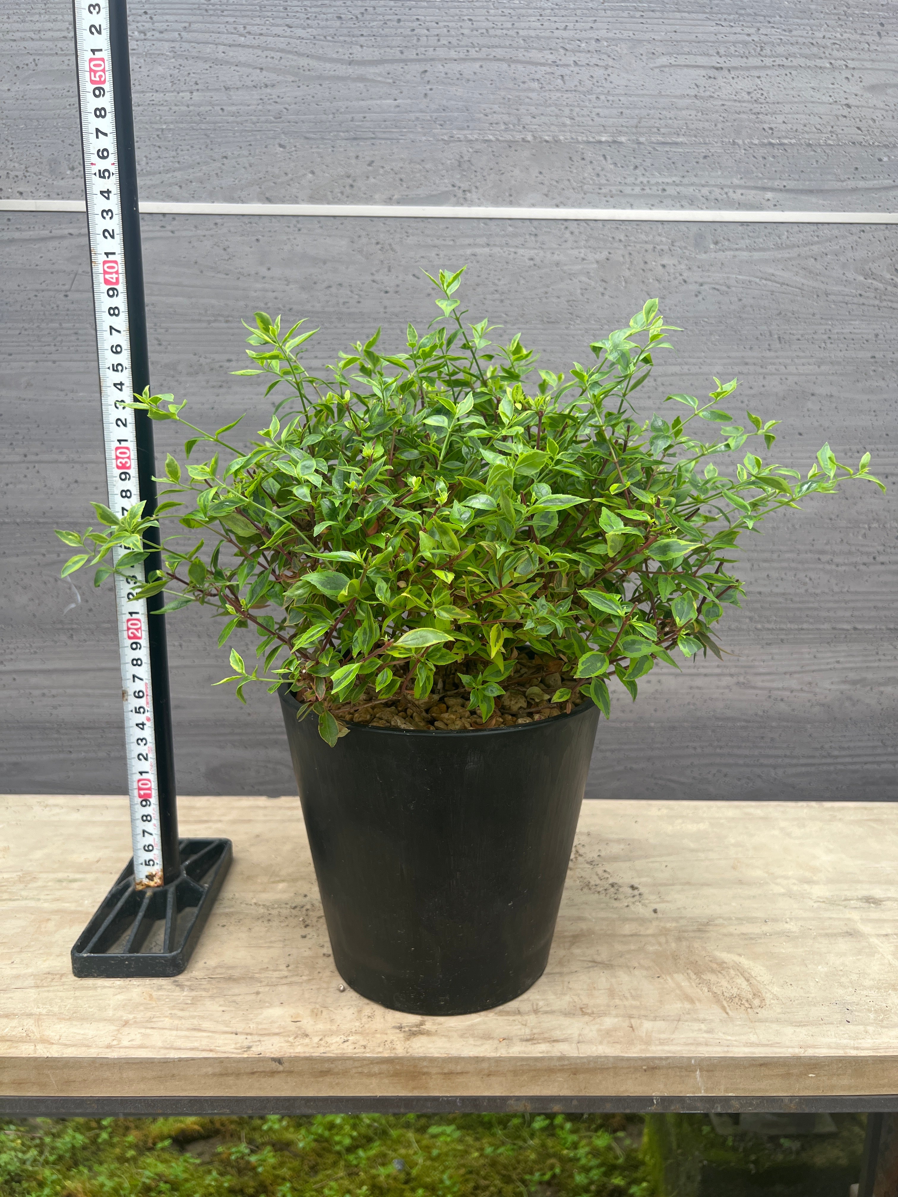 Pickup 全ての商品 – 植物家族