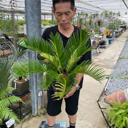 No.09038　斑入りソテツ　7号鉢