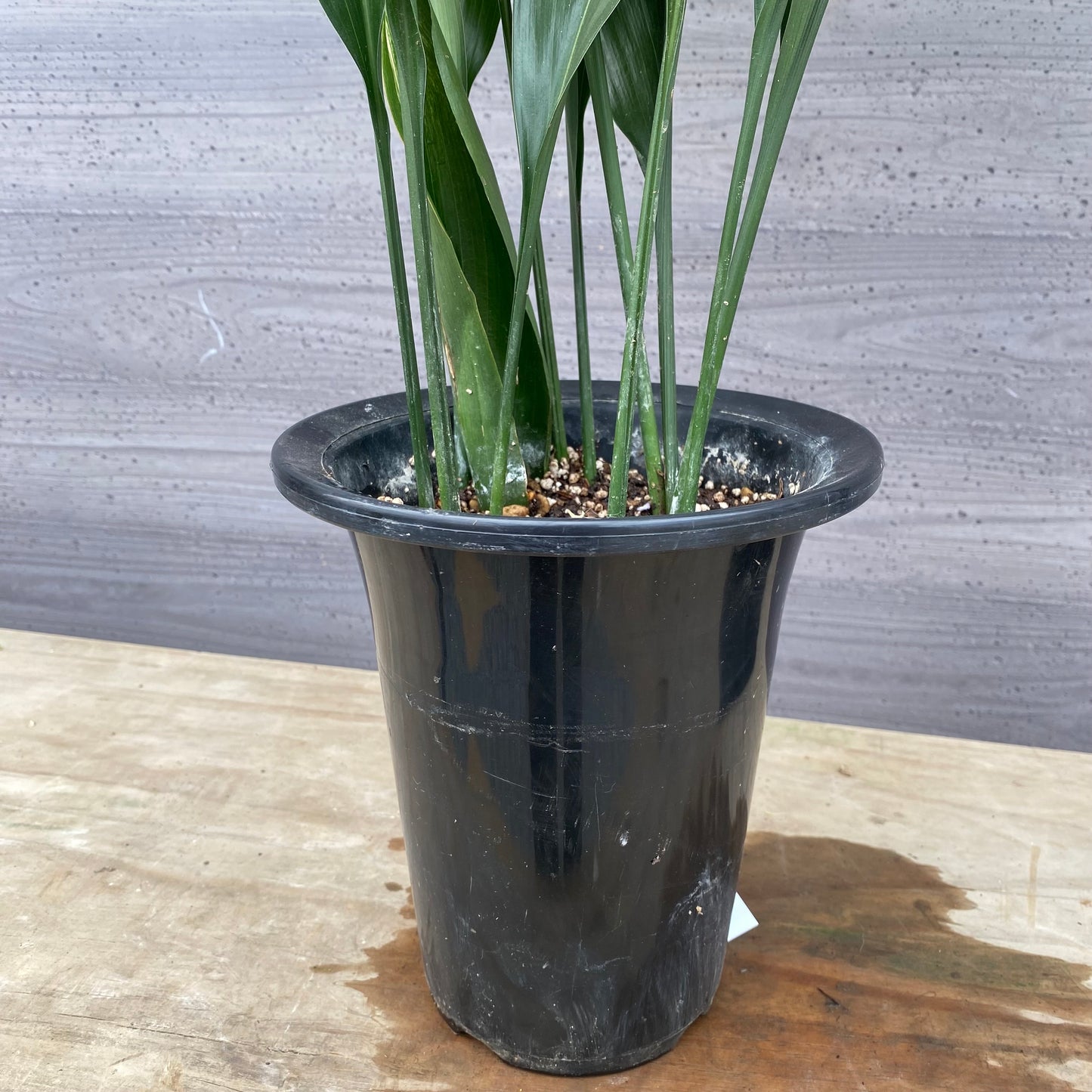 No.1309　旭葉蘭（アサヒハラン）5.5号鉢