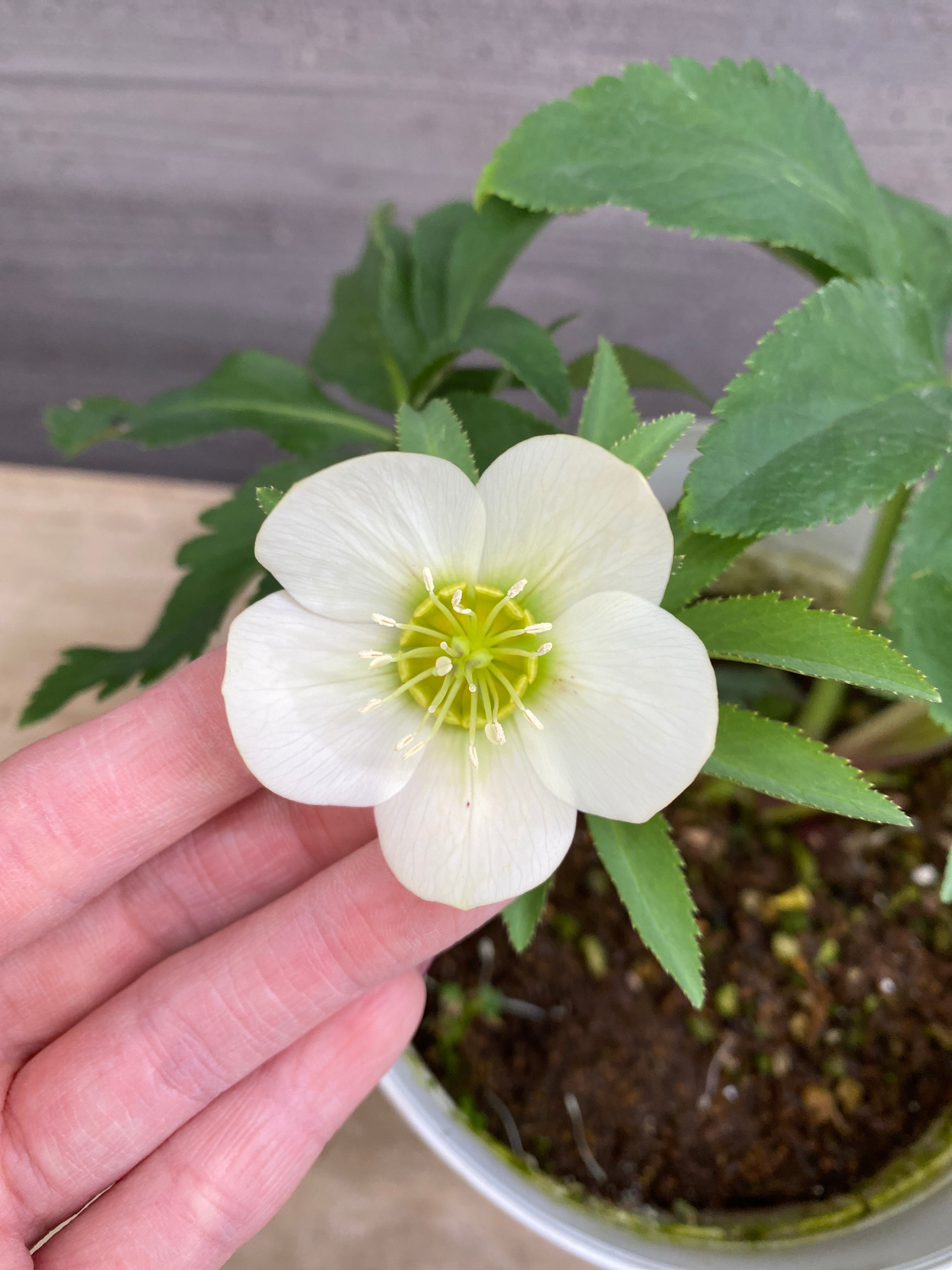 M053 ハイブリッドクリスマスローズ シングル 5号鉢 – 植物家族