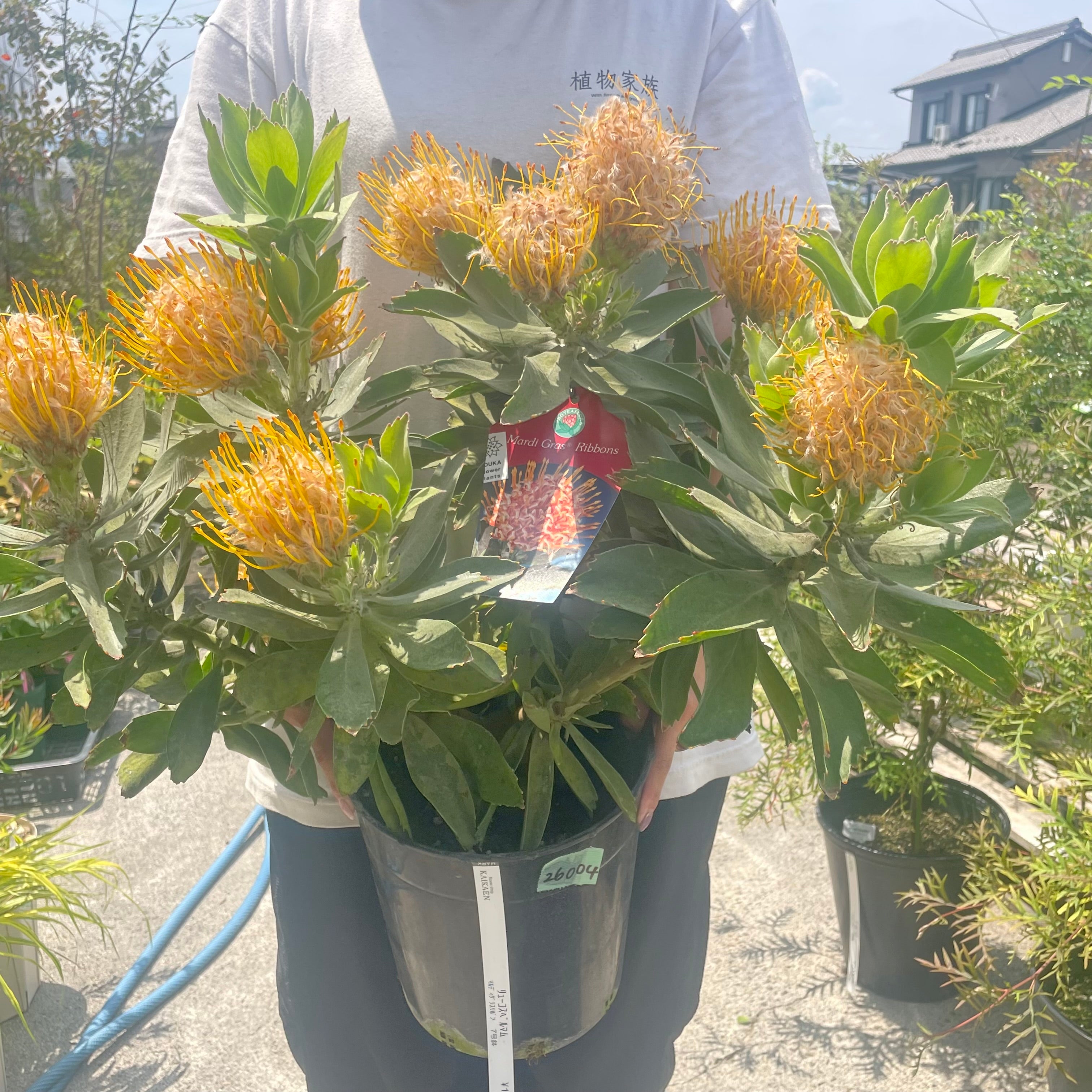 Pickup 全ての商品 – 植物家族
