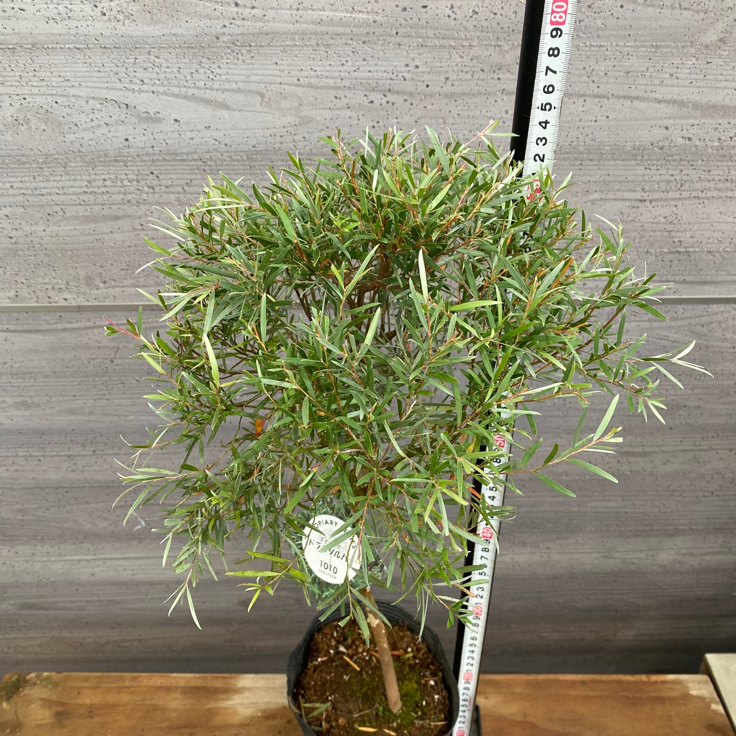 市場仕入れ即売会　No.25074　メラレウカ　ティーツリードラムシルバー　6号苗ポット