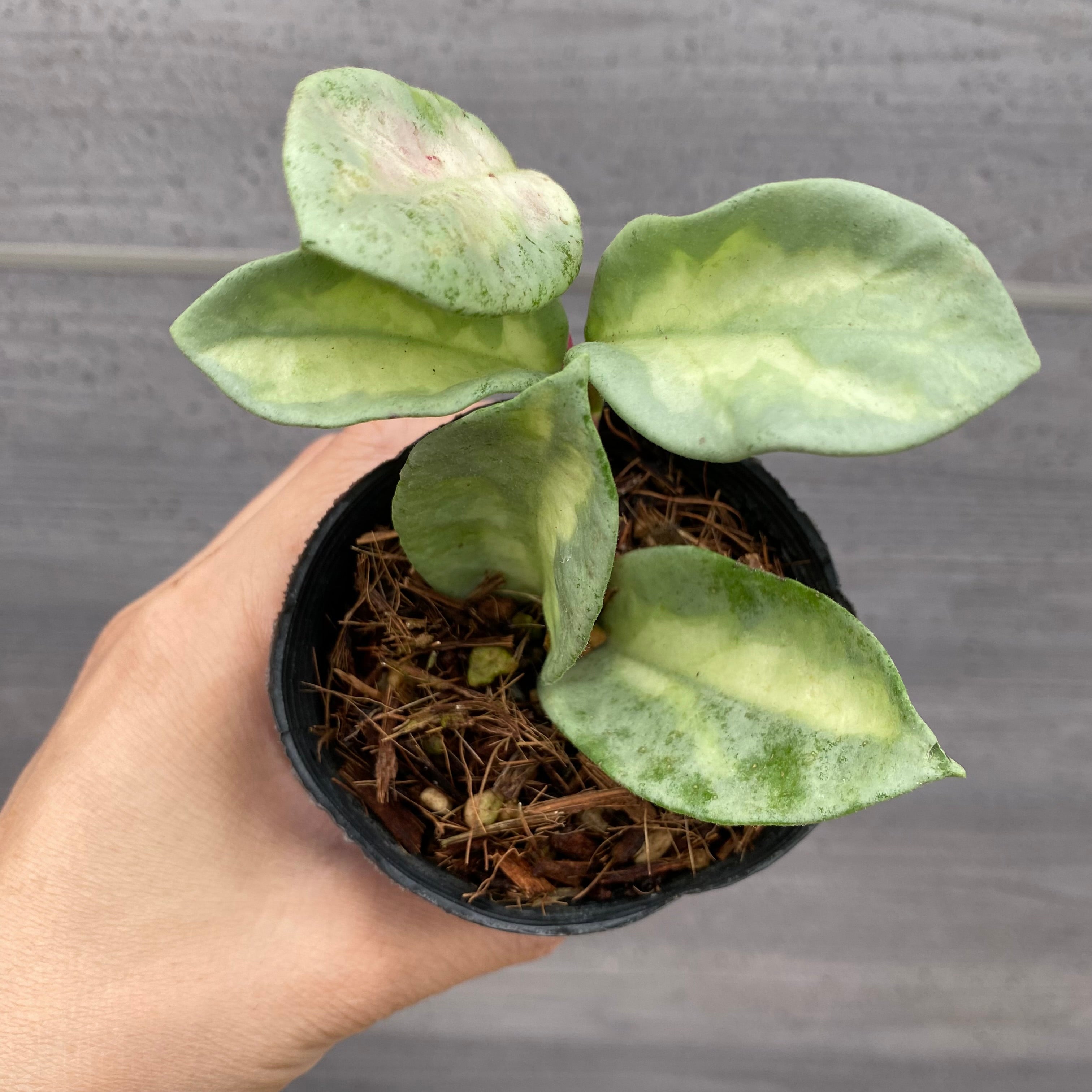 49 ホヤ　アルゲンティアプリンセス　斑入りホヤ　大人気品種　大株 49 ホヤ アルゲンティアプリンセス 斑入りホヤ 大人気品種 大株