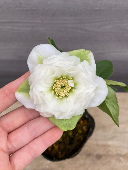 No.05113　横山園芸★クリスマスローズ　プリマドレス　5号苗ポット