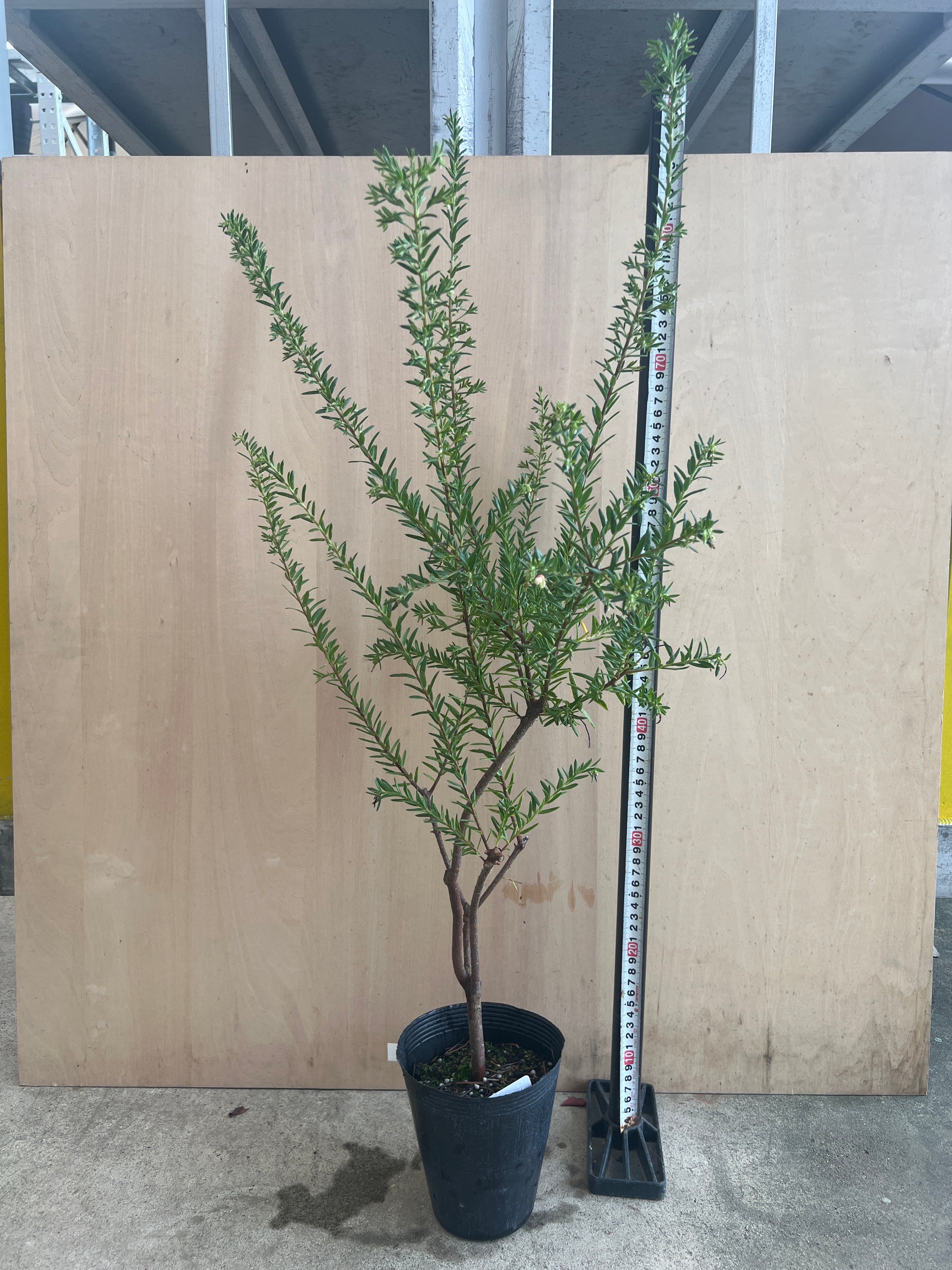 toさん専用 ちばちゃんの安心♡元気なWプランツ2苗樹 Pickup 全ての商品 – 植物家族