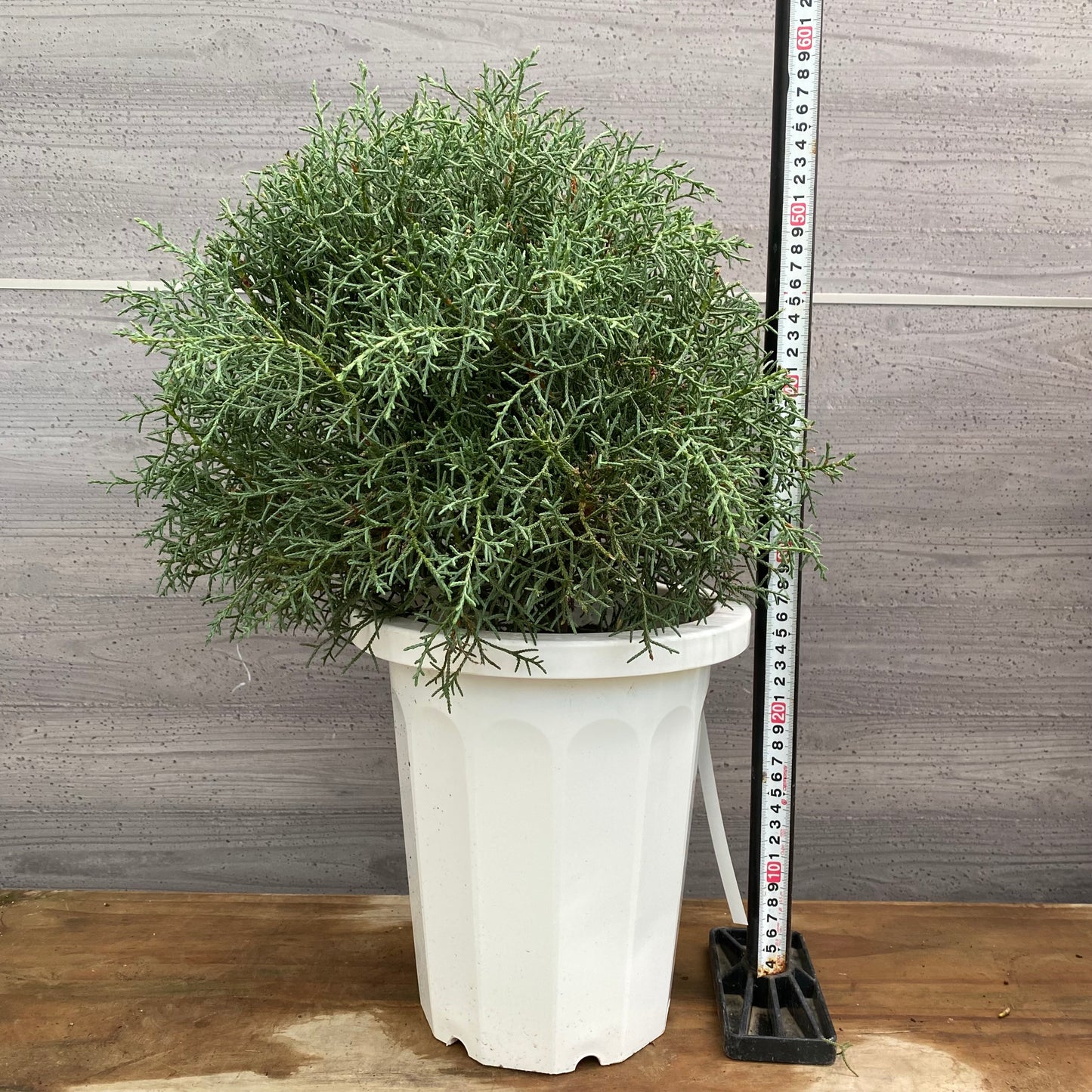 市場仕入れ即売会　No.25091　ブルーアイス　8号鉢