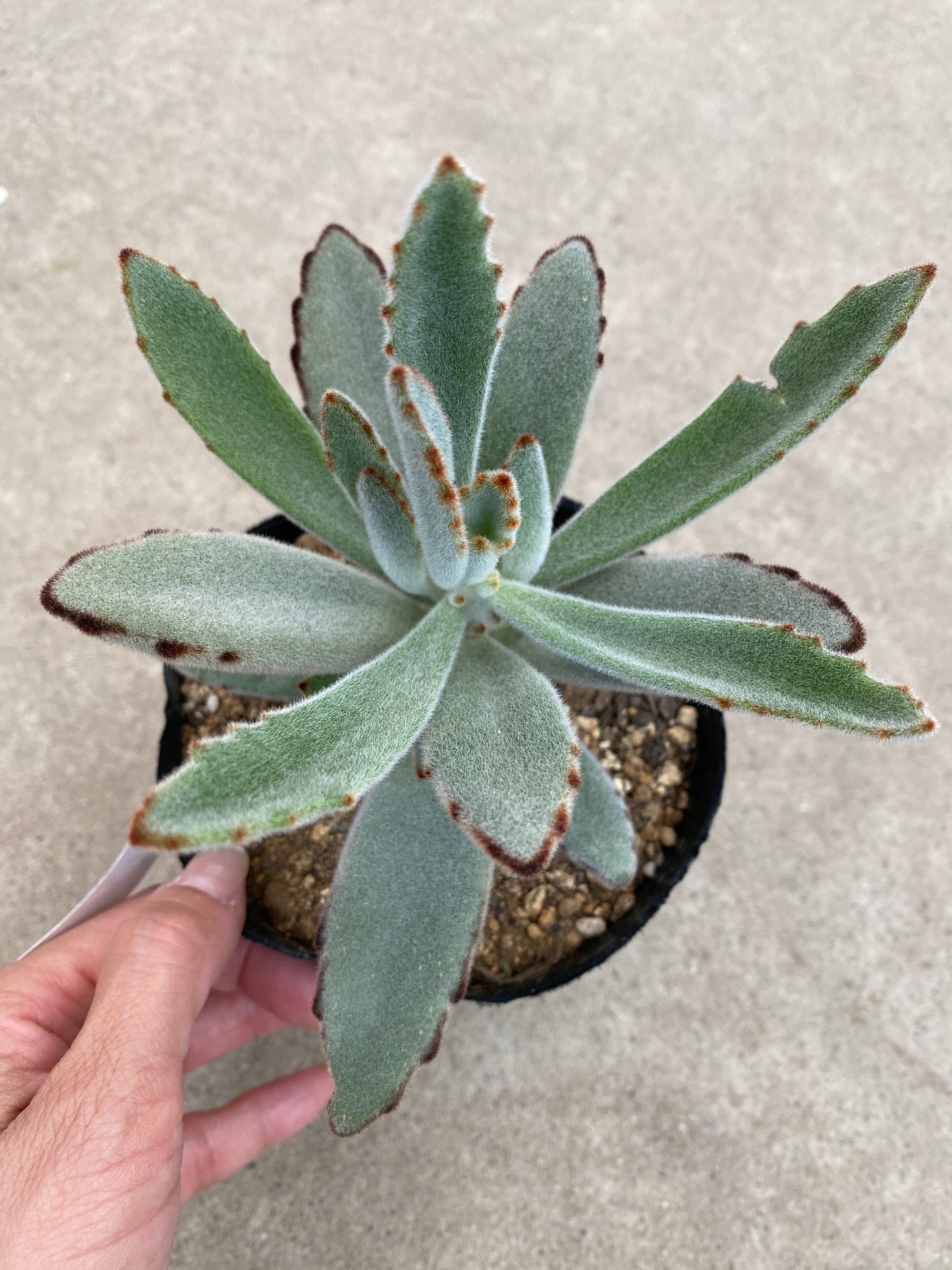 No.28016　多肉植物　4号苗ポット