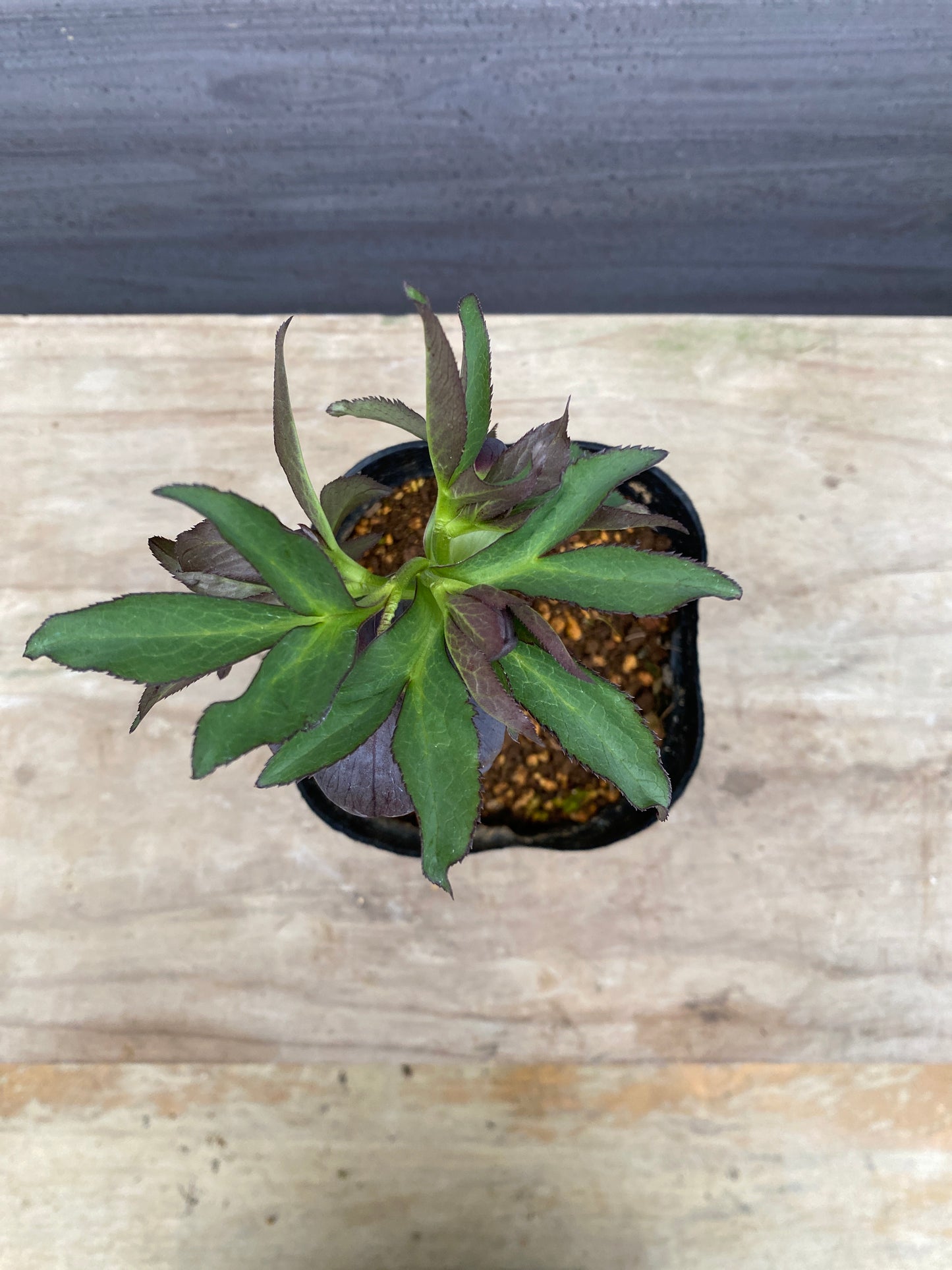 No.05088　横山園芸★クリスマスローズ　シングル咲き　5号苗ポット