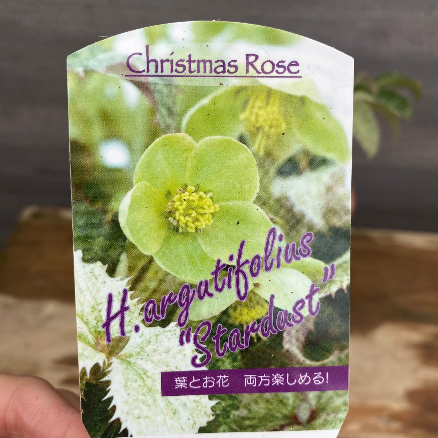 クリスマスローズ　アーグチフォリウススターダスト　キューガーデンポットレッド