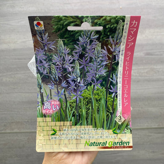 カマシア　球根　ライヒトリニーコエルレア
