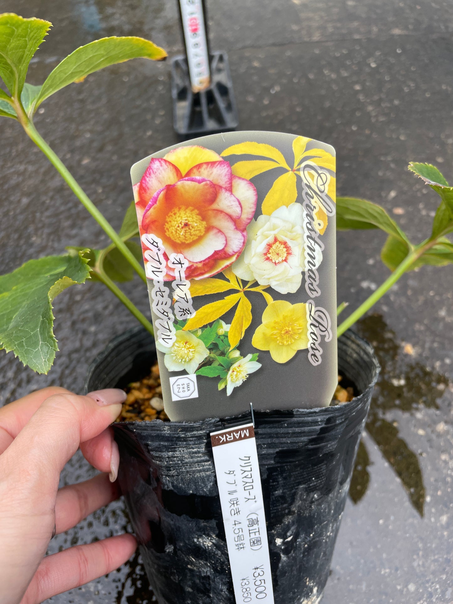 M40　クリスマスローズ　オーレア系　ダブル・セミダブル　4.5号苗ポット