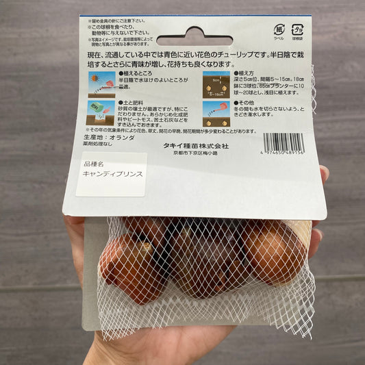 チューリップ　球根　ライトブルー