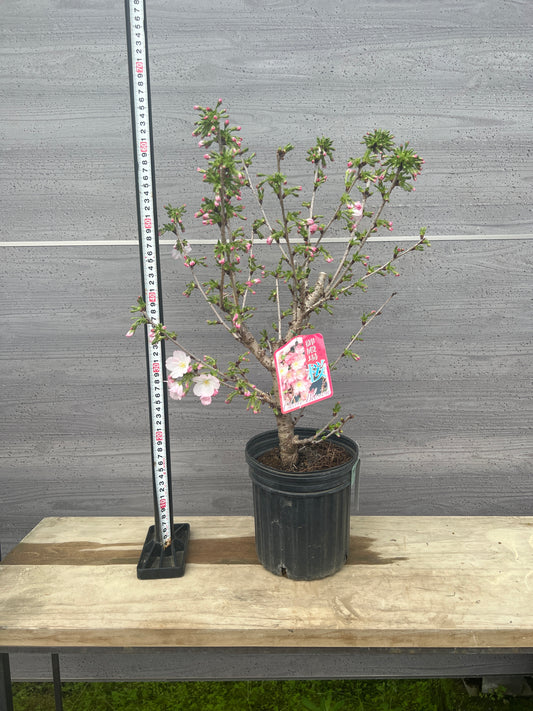 No.26033　御殿場桜　6号苗ポット