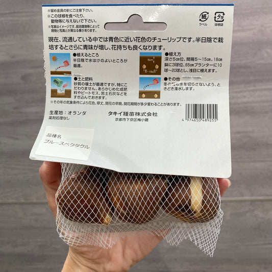 チューリップ　球根　ライラックブルー