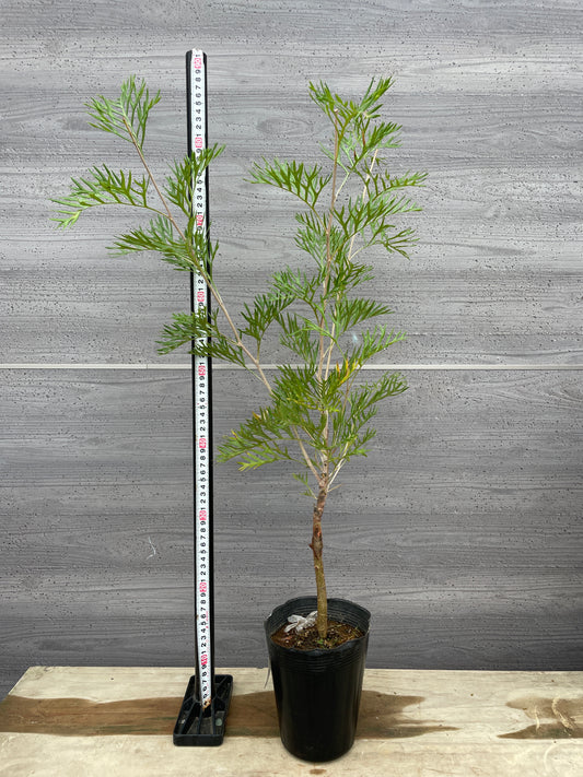 M70　グレビレア　ロビンゴードン　5号苗ポット