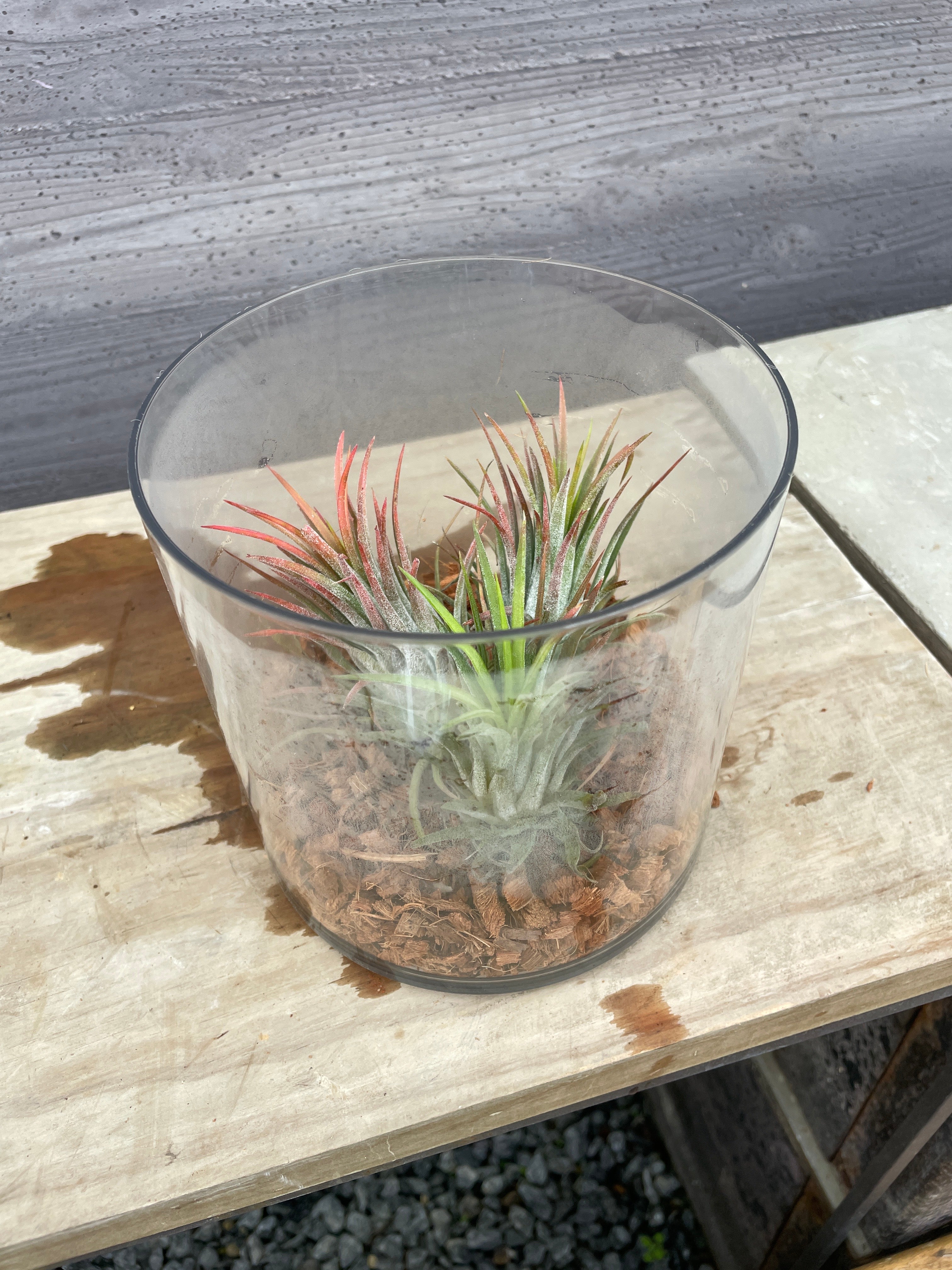 Pickup 全ての商品 – 植物家族