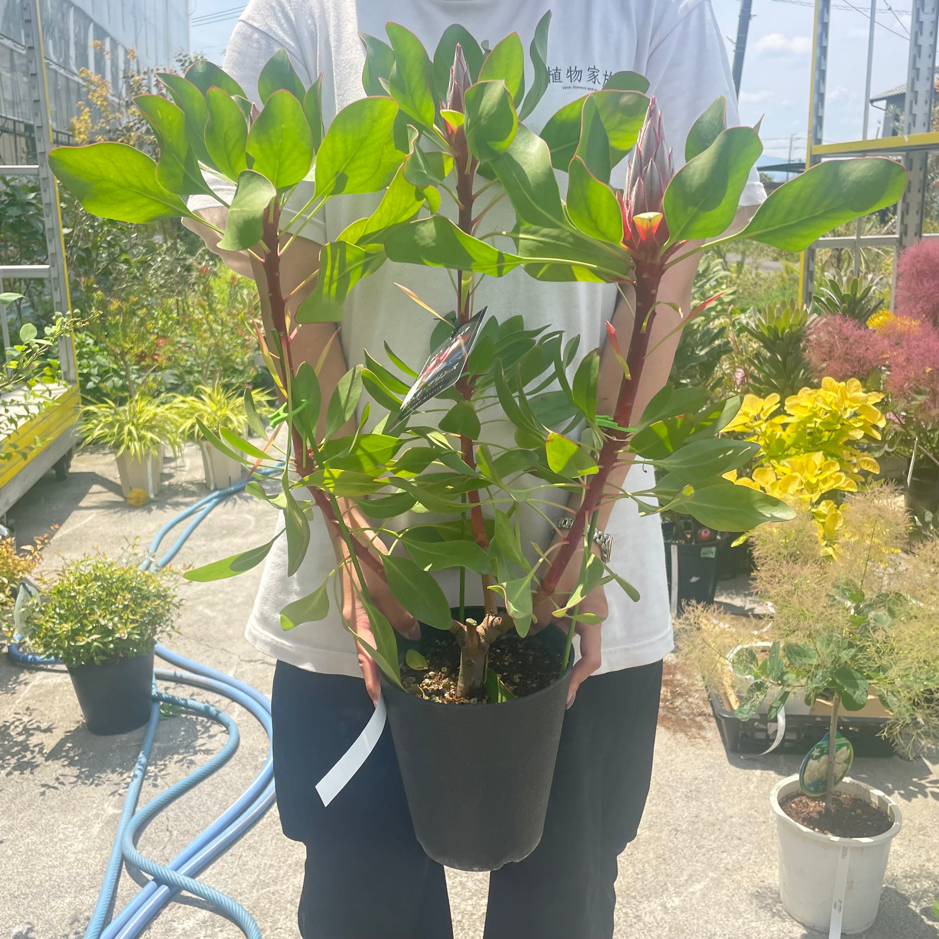 植物家族