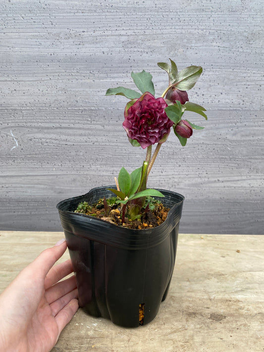 No.05104　横山園芸★クリスマスローズ　プリマドレス　5号苗ポット