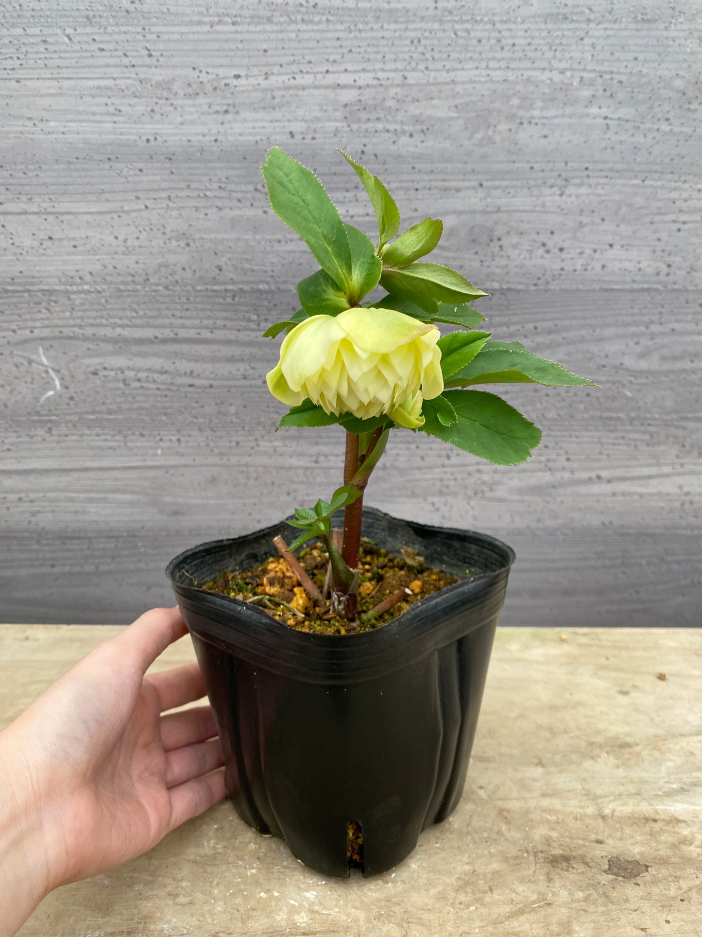 No.05103　横山園芸★クリスマスローズ　プリマドレス　5号苗ポット