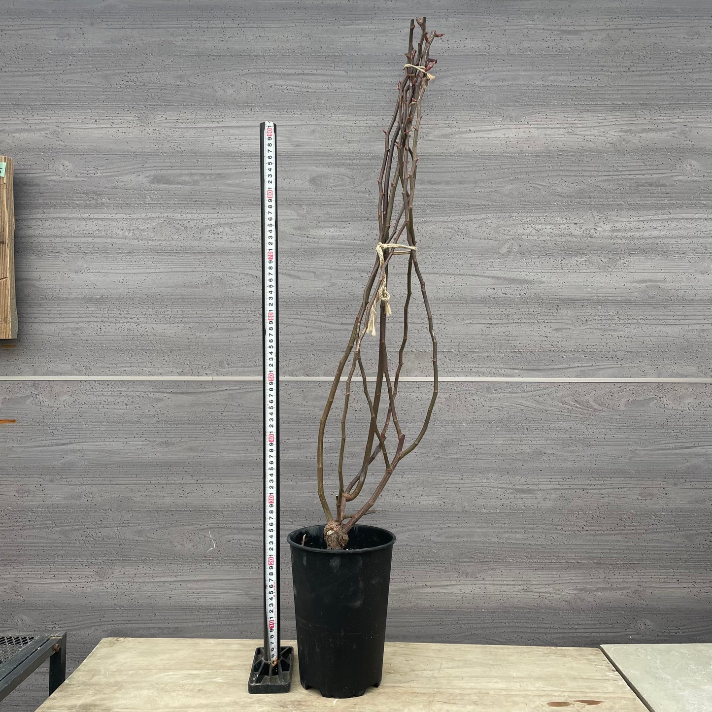 ローズなかしま★ツルバラ　ゴールデンリバー　（ほぼトゲなし）6号鉢