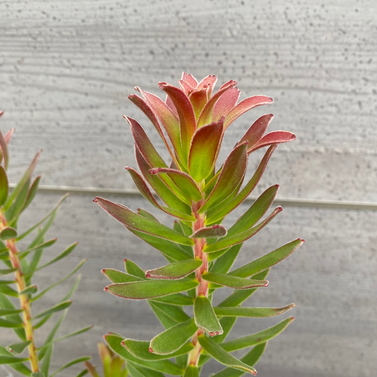 No.12027　ミメティス　クラッカージャックレッド　ホワイトプラ鉢