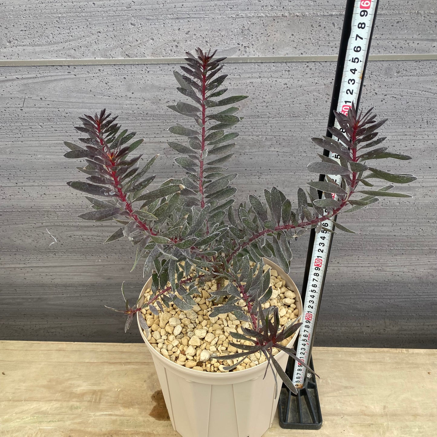 リューカデンドロン　バーガンディーサンセット　７号スリット鉢/オリジナル色