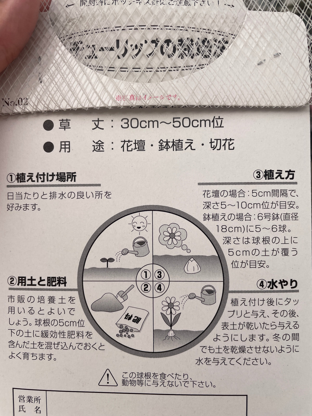No.07001　チューリップ球根　一重咲き赤花　5球入り