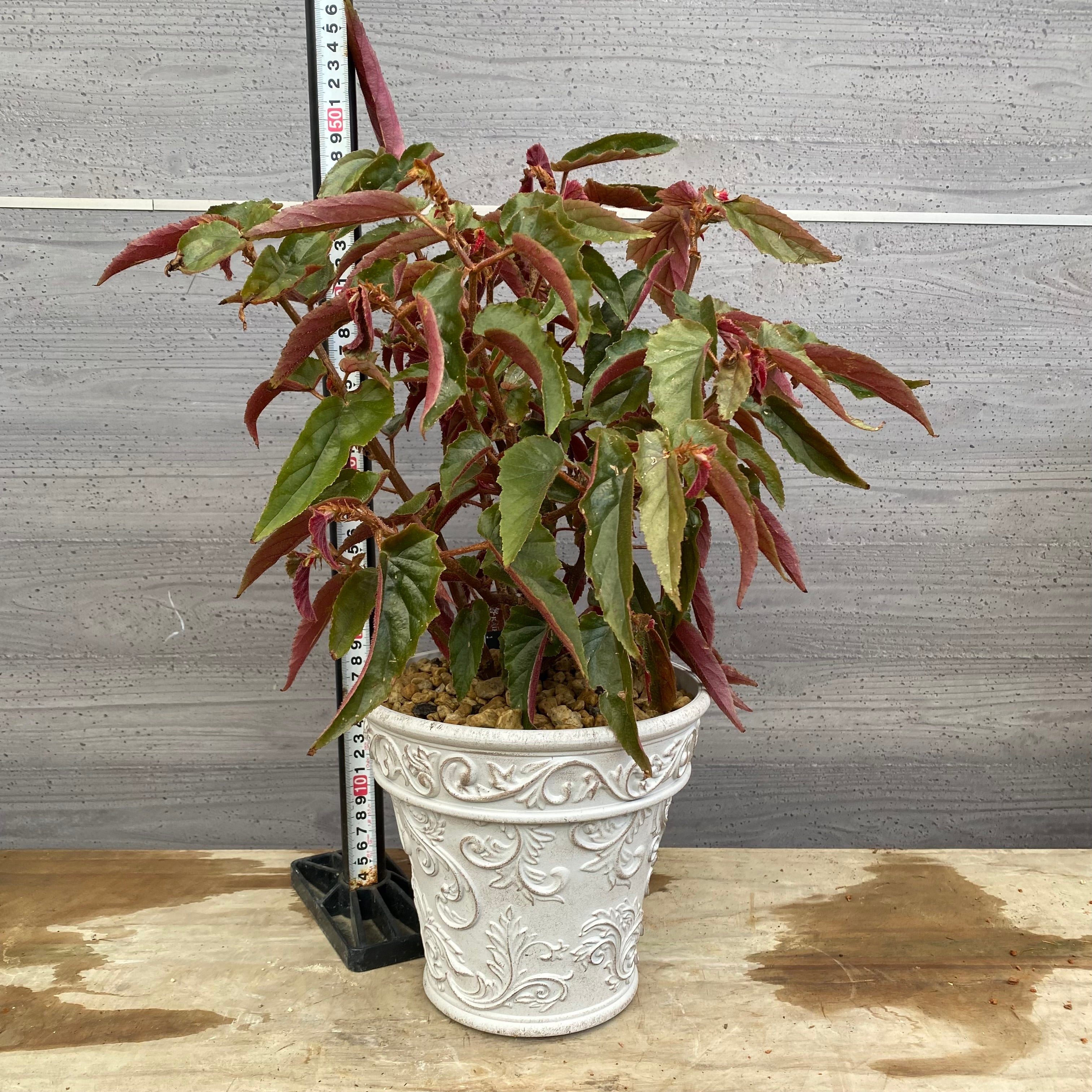 Pickup 全ての商品 – 植物家族