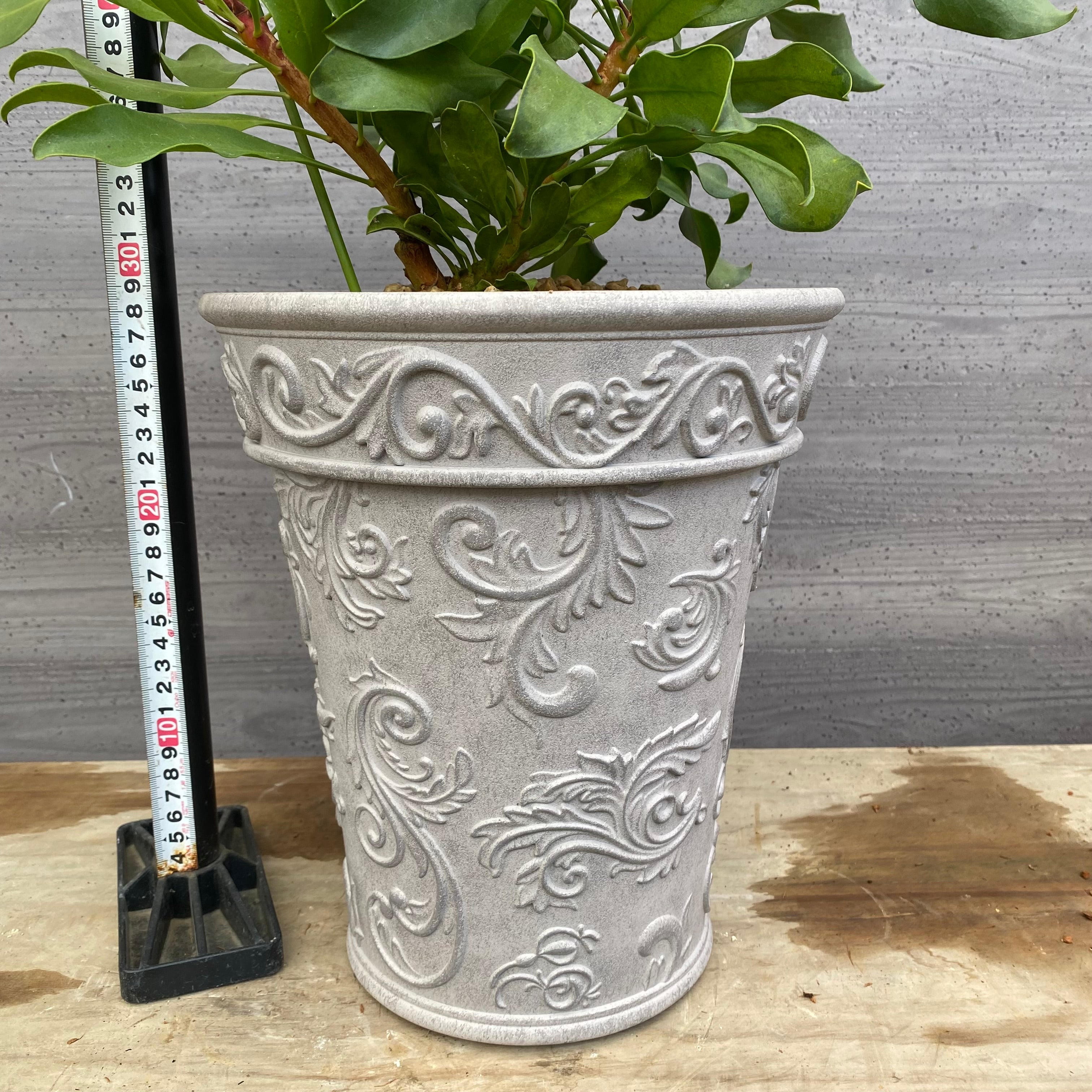 プロテア　オータムプリンス　5号 園芸ネット本店｜[ザ・ファームセレクト]プロテア：オータムプリンス