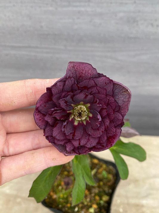 No.05140　横山園芸★クリスマスローズ　プリマドレス　5号苗ポット