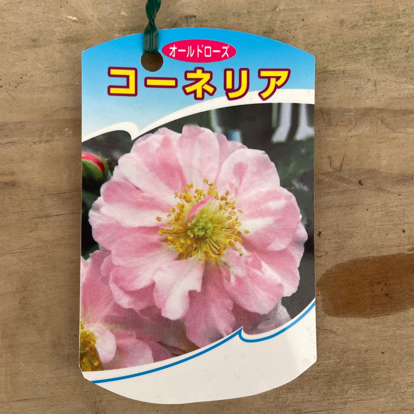 ローズなかしま★ツルバラ　コーネリア　（ほぼトゲなし）6号鉢